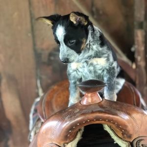 Meet your Posher, Brandi